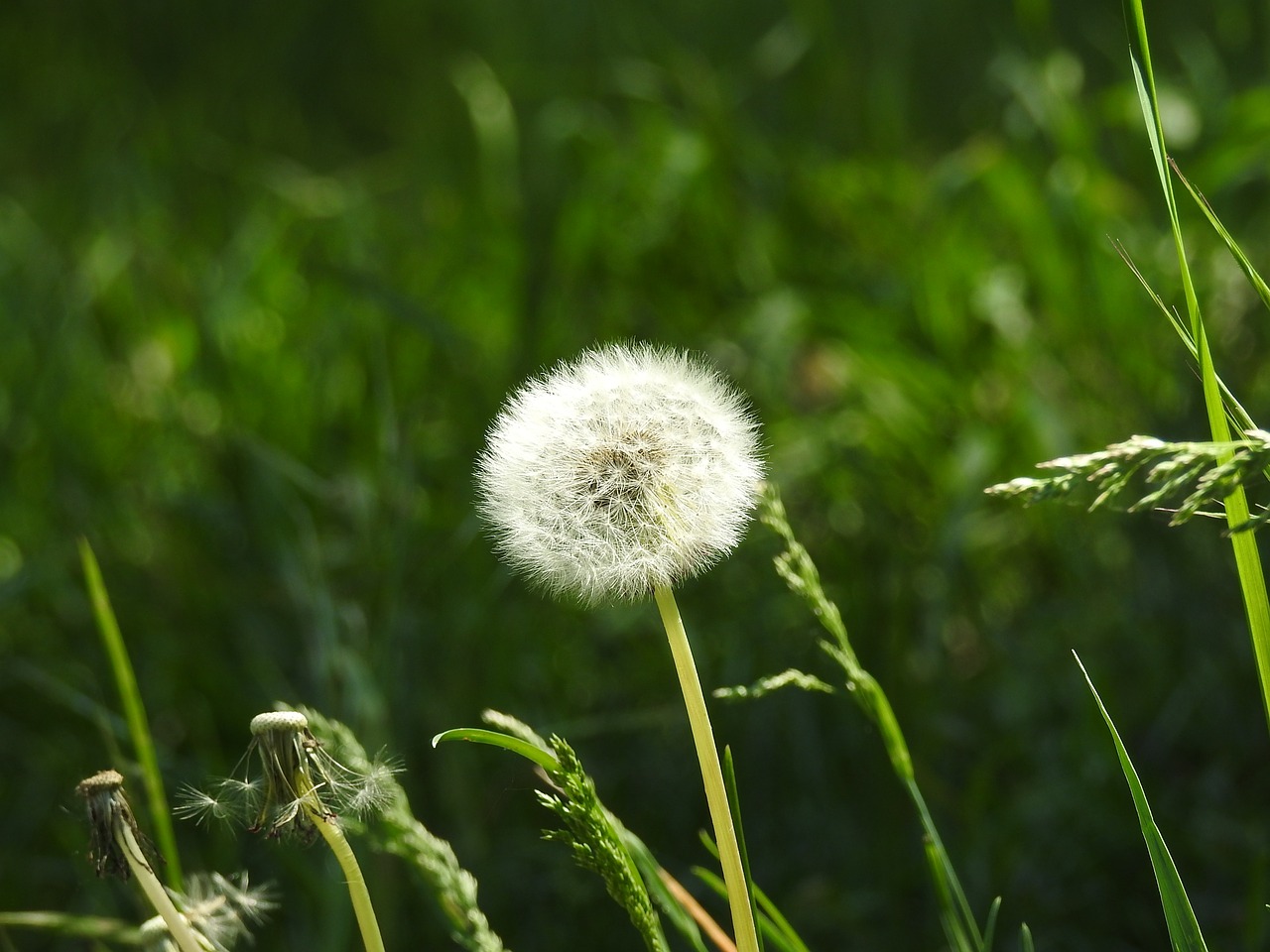 dandelion  spring  nature free photo