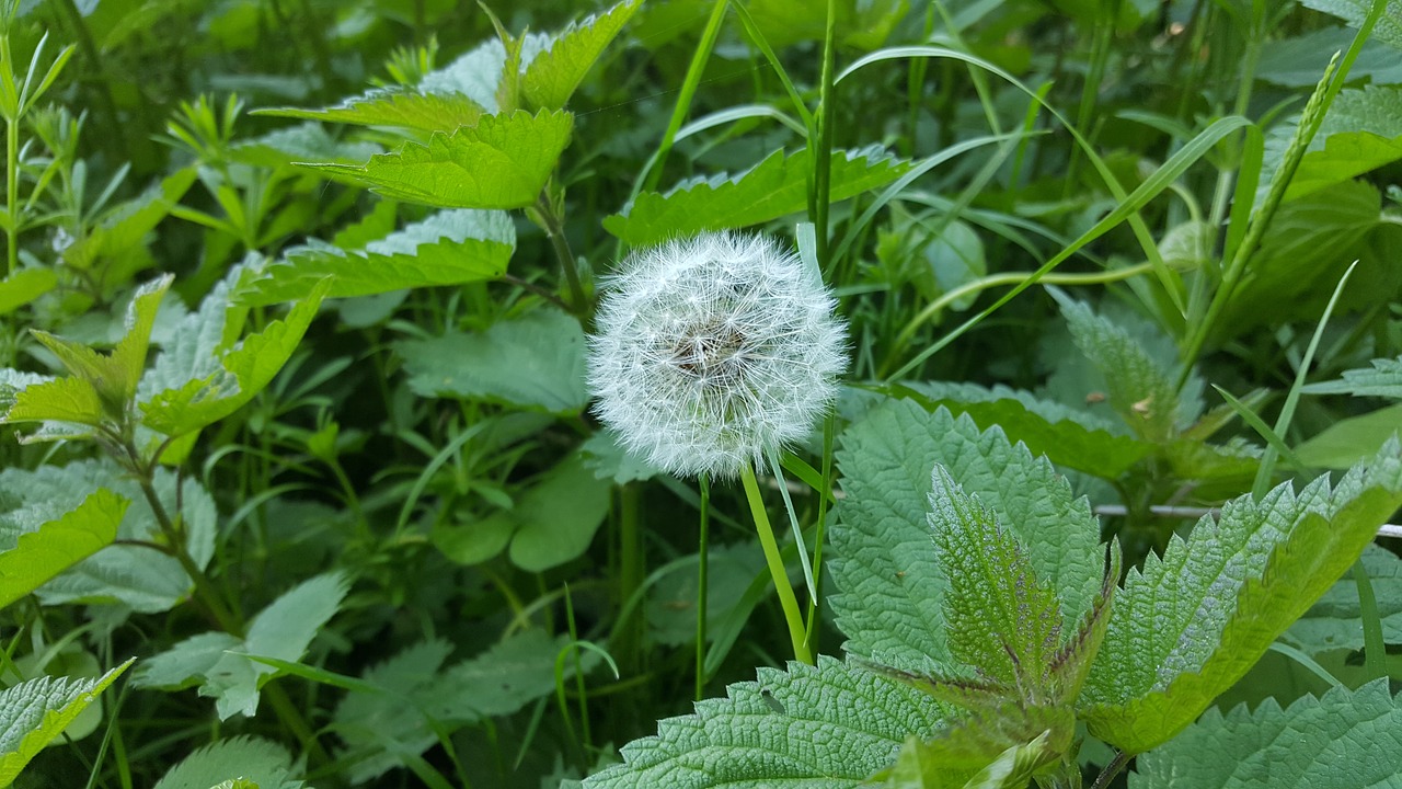 dandelion  wishes  herbs free photo