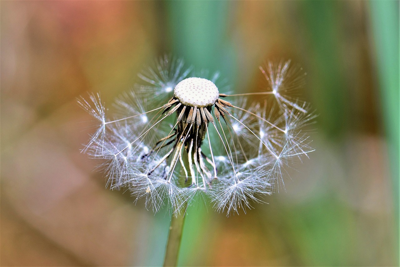 dandelion  fade  bloom free photo