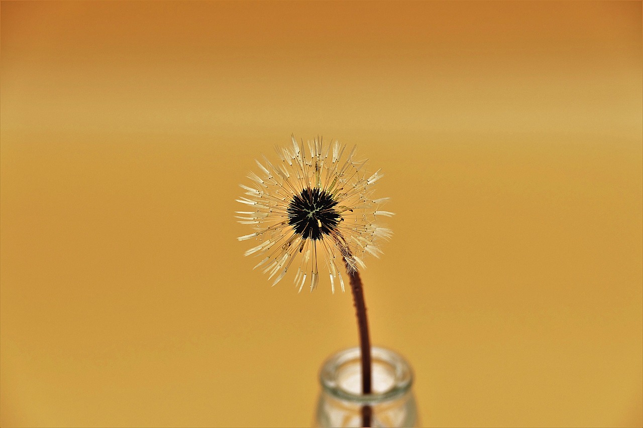 dandelion  blossom  bloom free photo