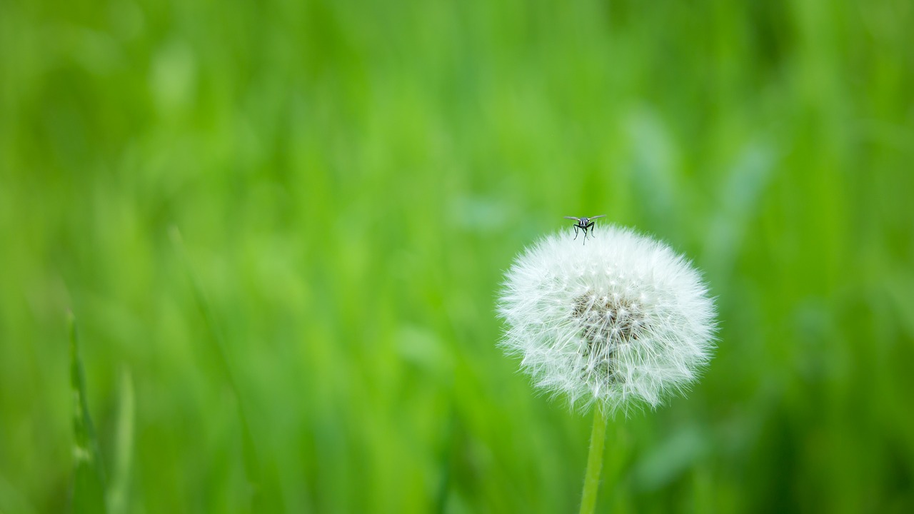 dandelion  fly  guest free photo