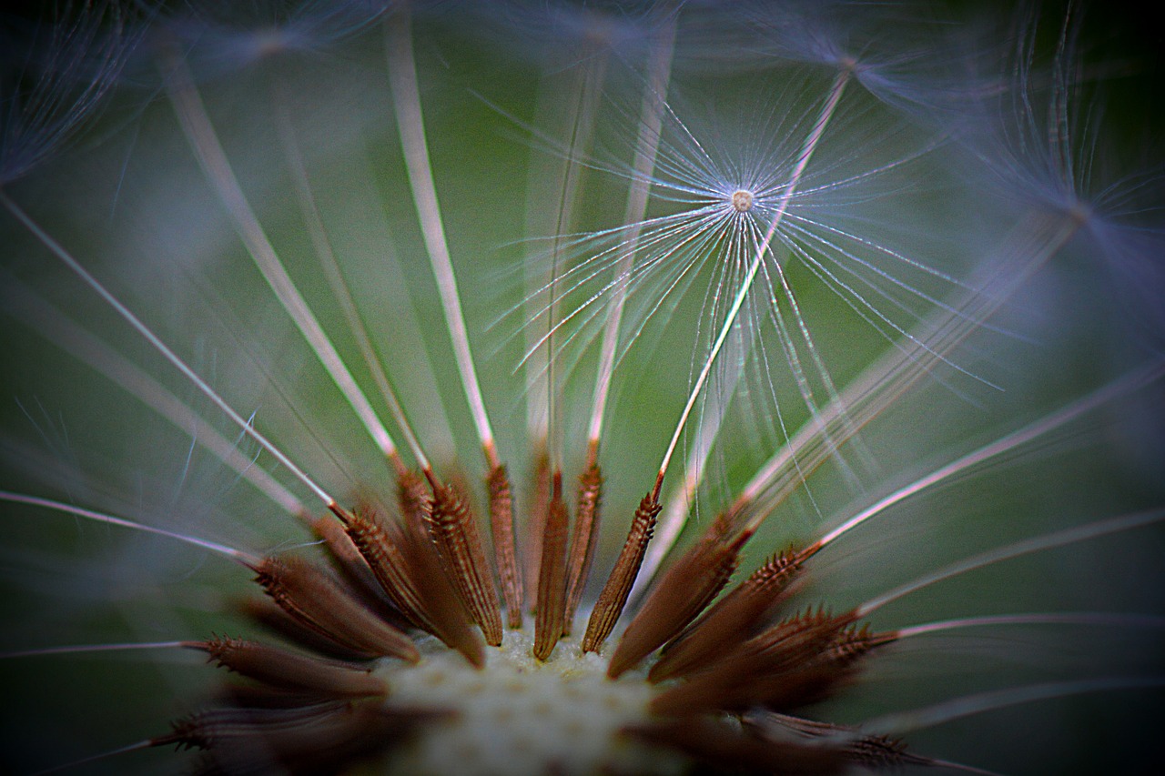 dandelion nature flower free photo