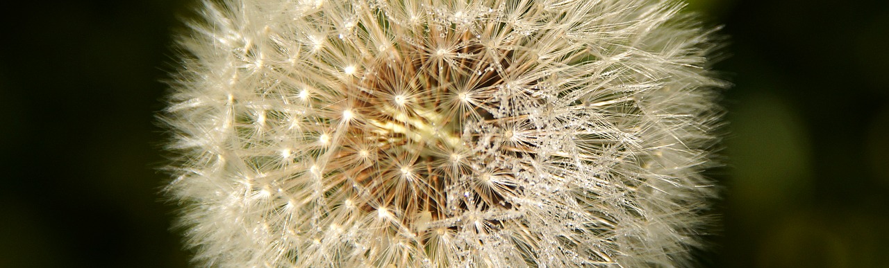 dandelion  seeds  roadside free photo