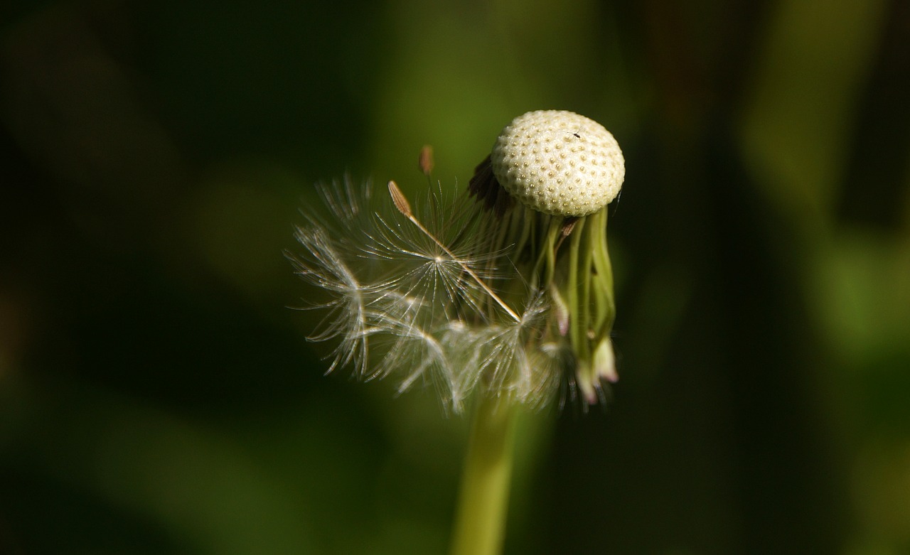 dandelion  seeds  roadside free photo