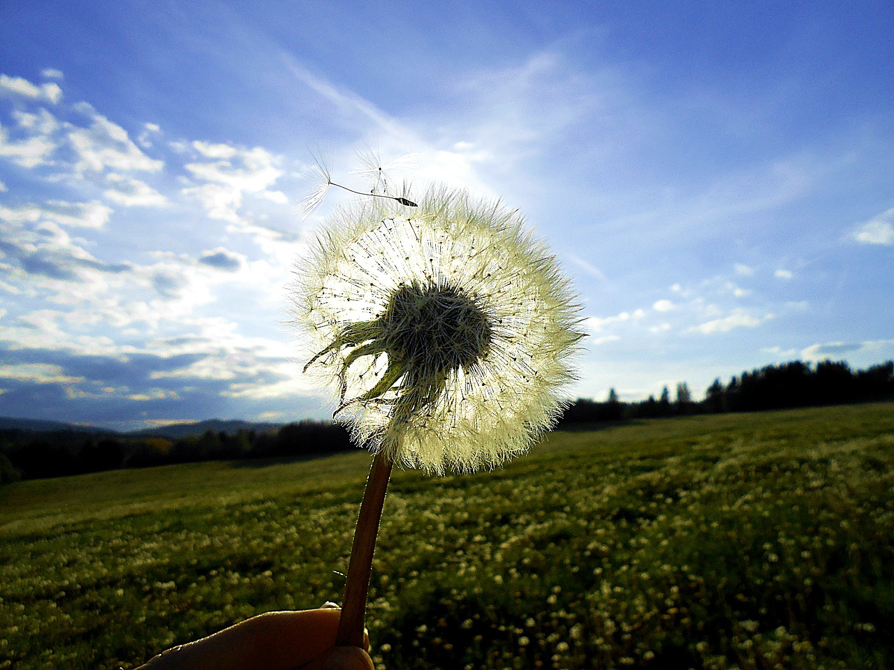 dandelion sun glow free photo