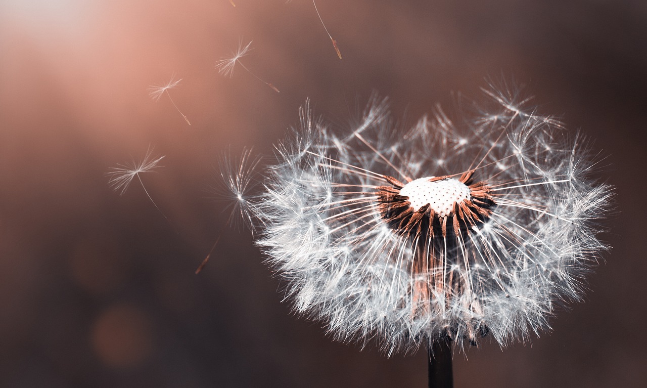 dandelion  flower  nature free photo