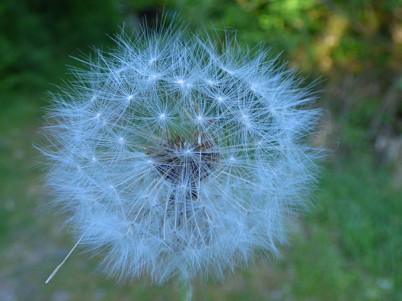 dandelion  flower  close up free photo