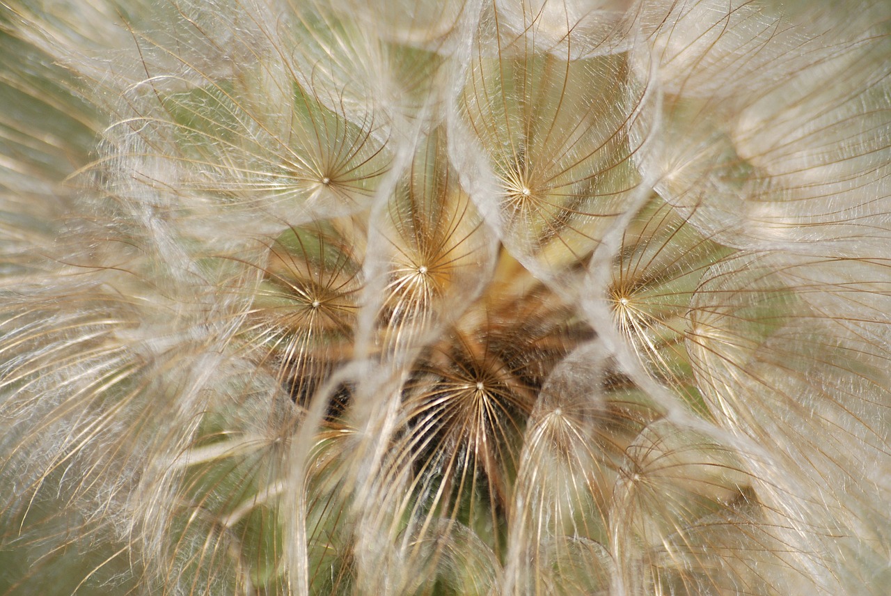 dandelion seeds wild plant free photo