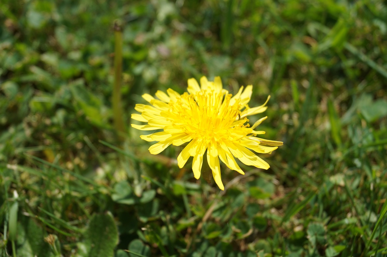 dandelion  flower  close up free photo