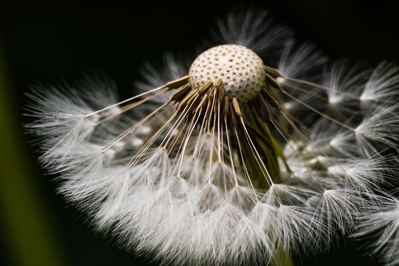 dandelion  seeds  natural free photo