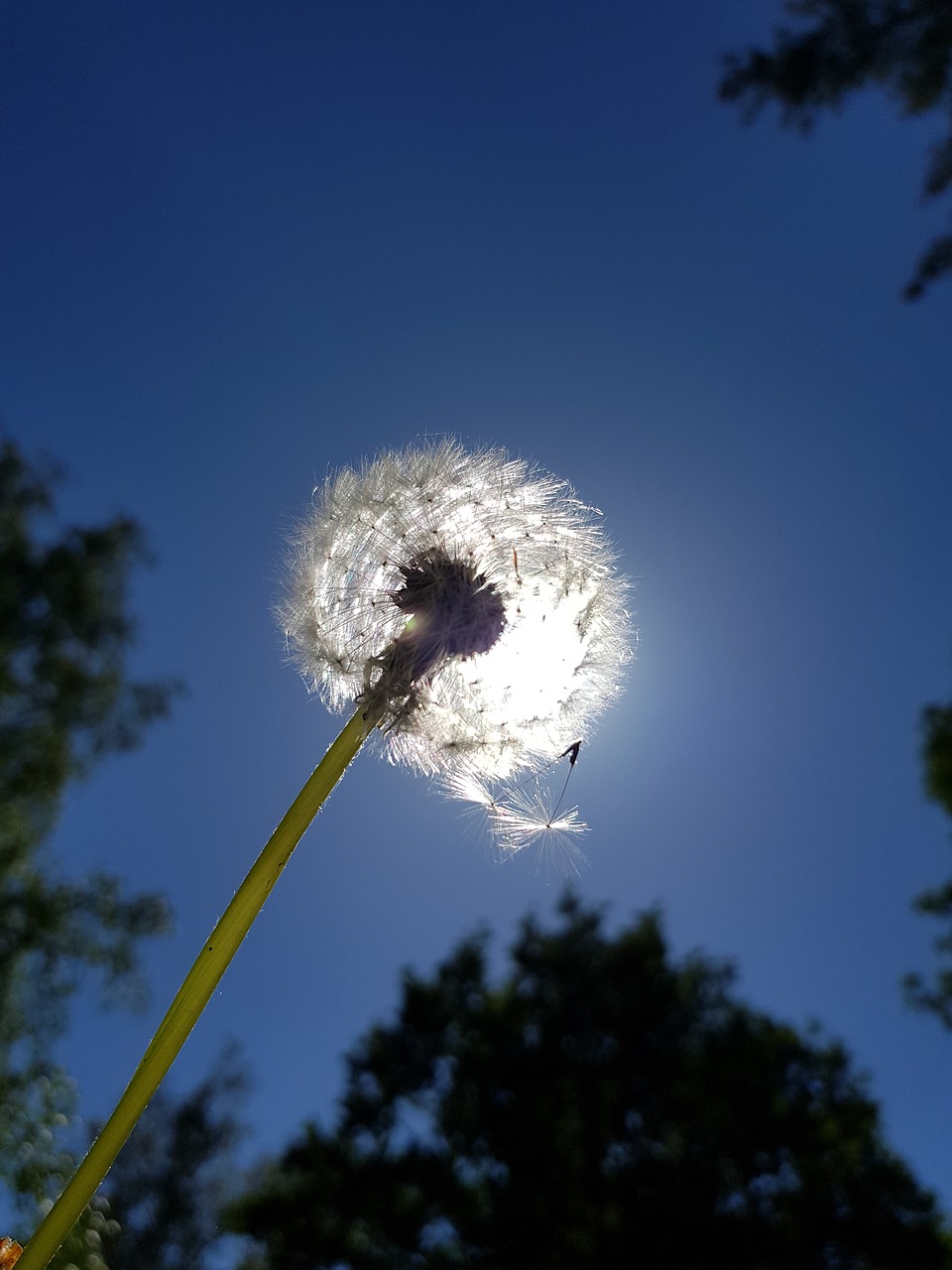 dandelion  sky  nature free photo