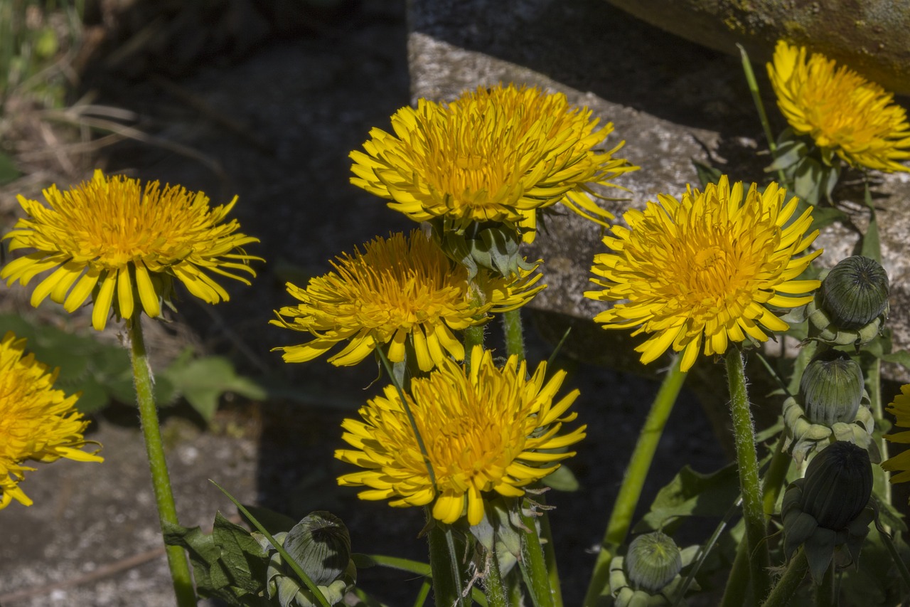 dandelion  yellow  flower free photo