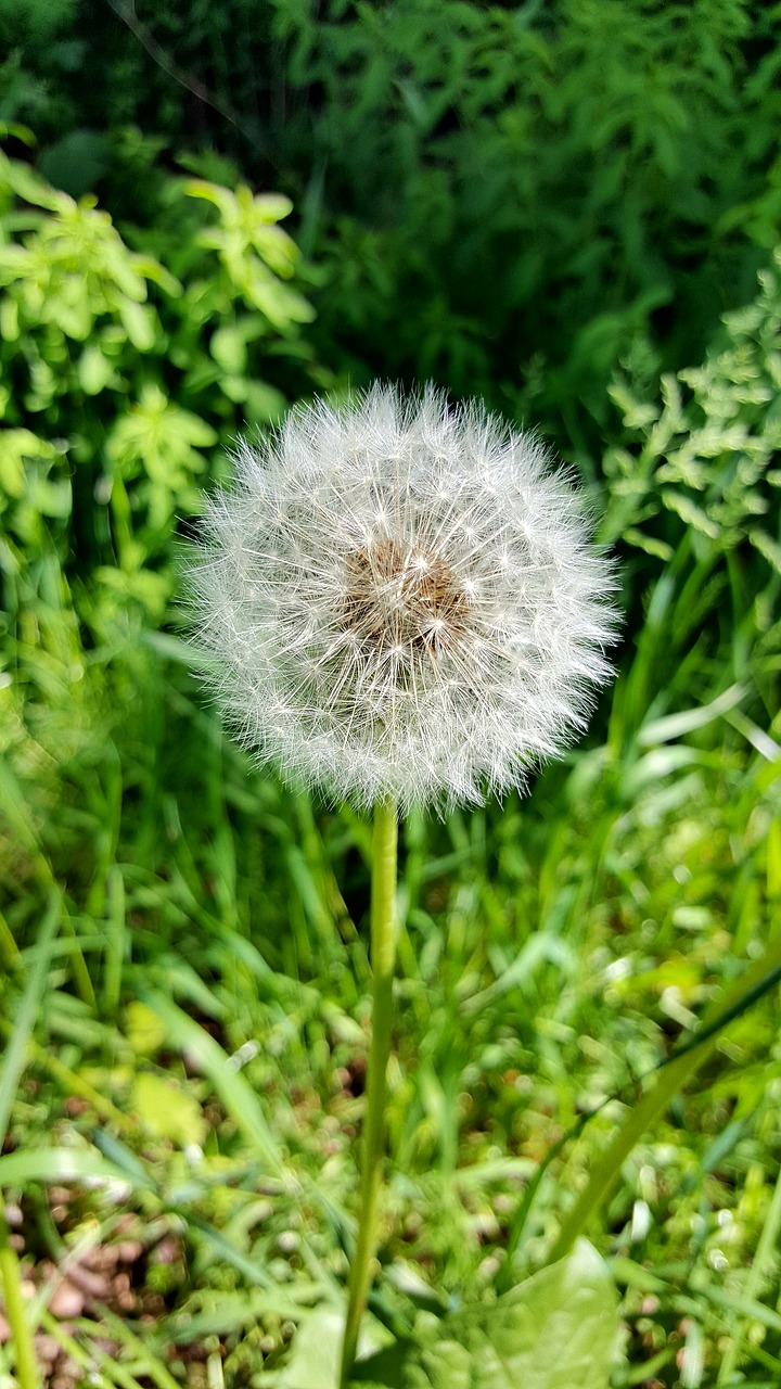 dandelion  nature free pictures free photo