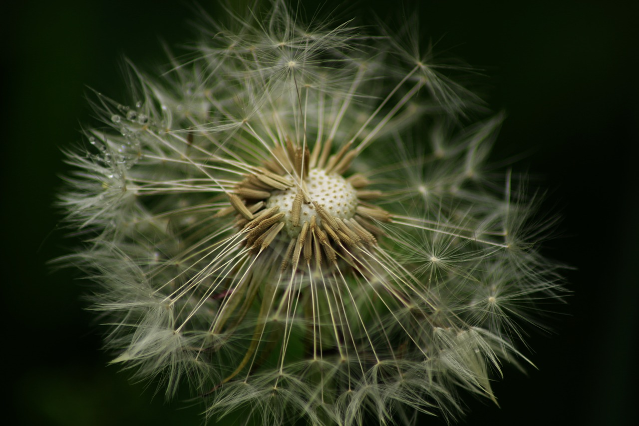 dandelion  flower  close up free photo