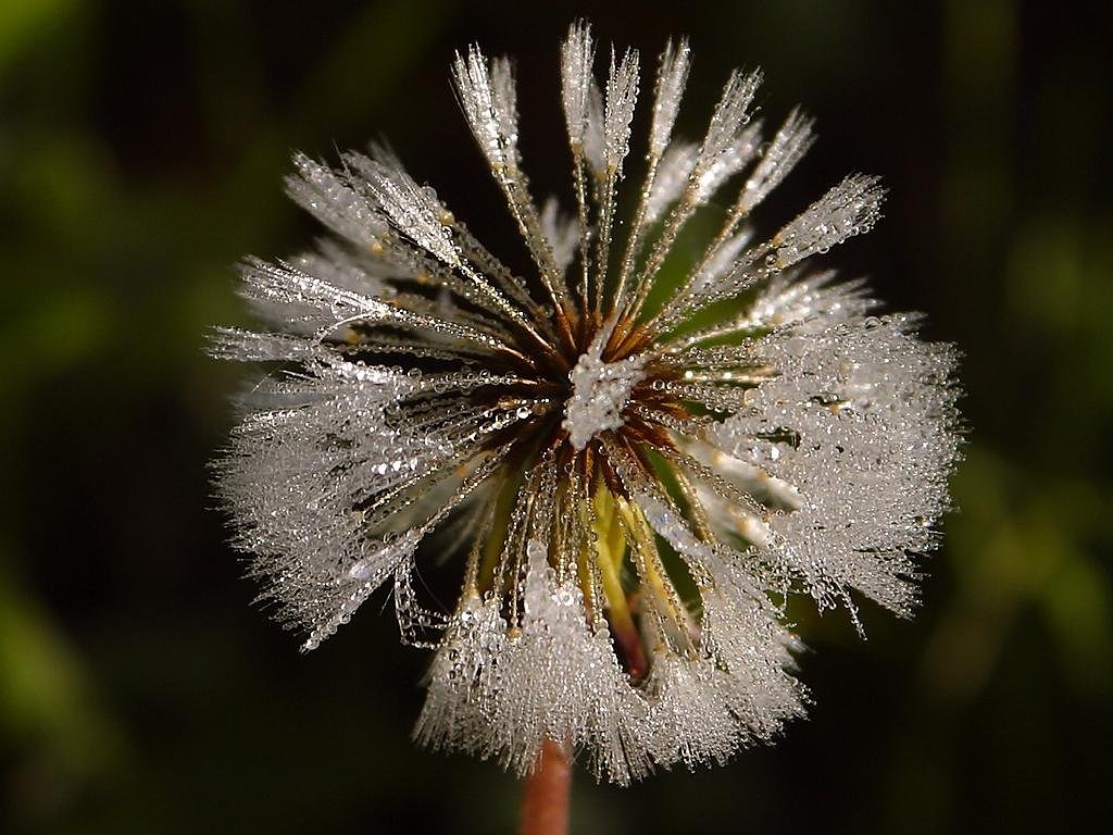 dandelion dew nas free photo