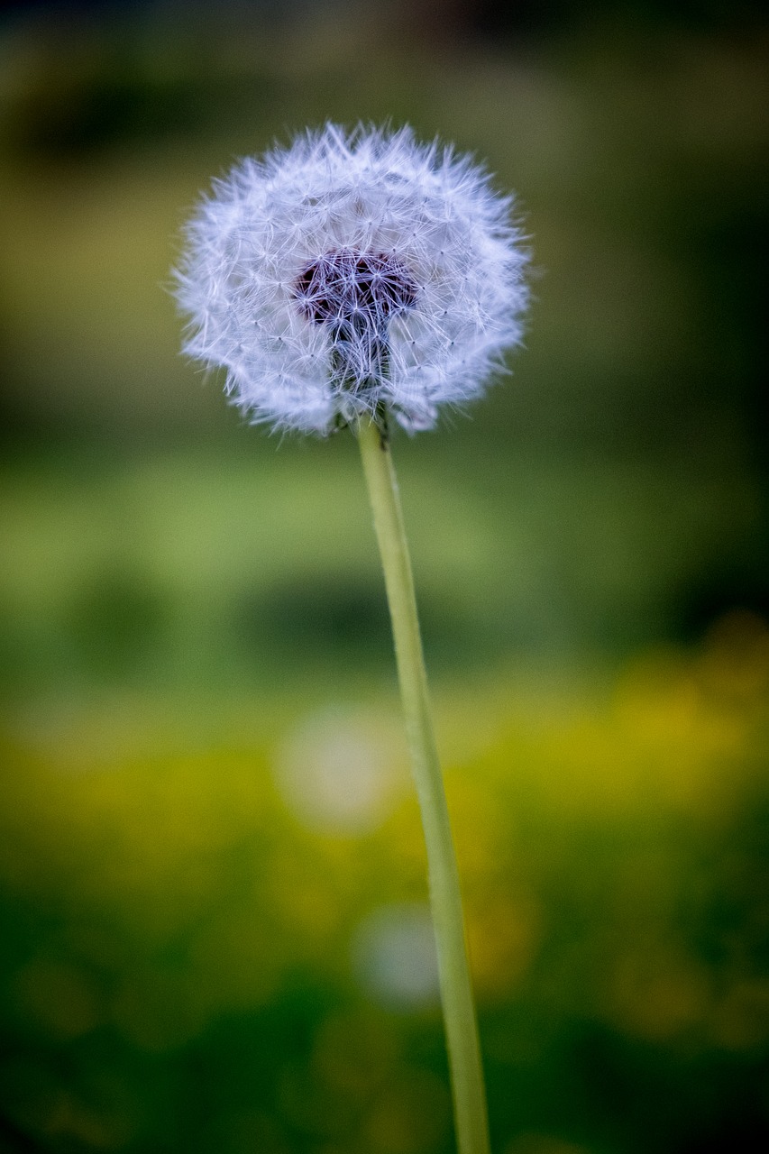 dandelion  spring  flowers free photo