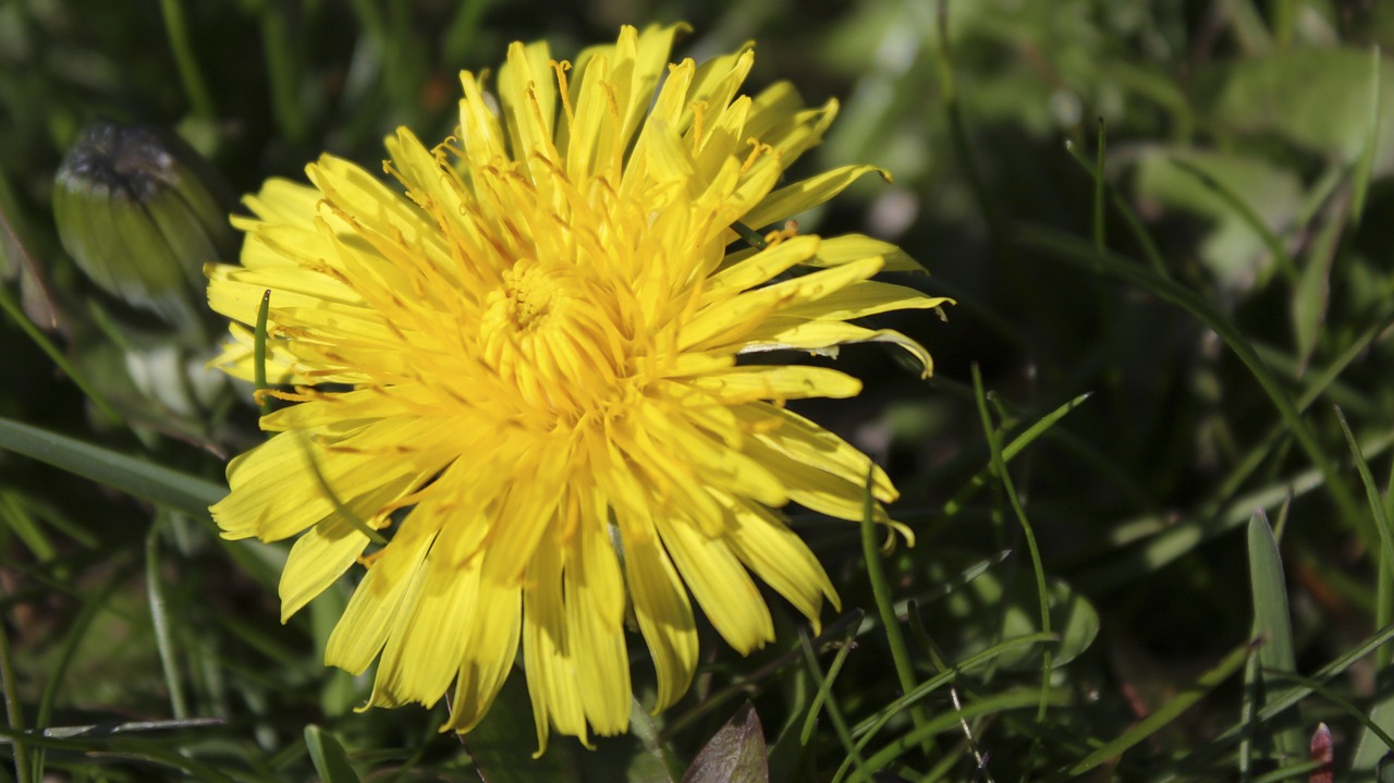 dandelion grass yellow free photo