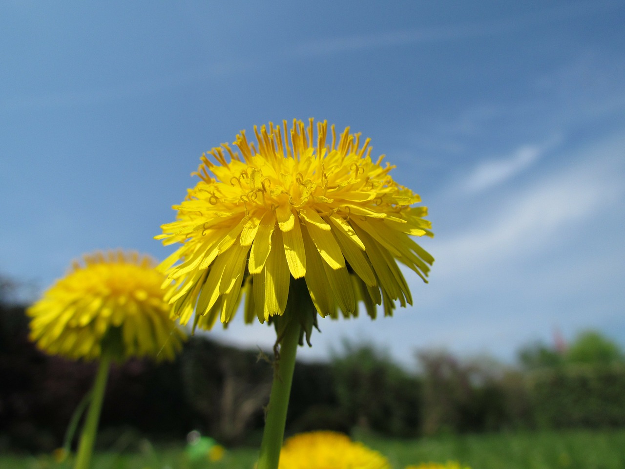 dandelion plant nature free photo