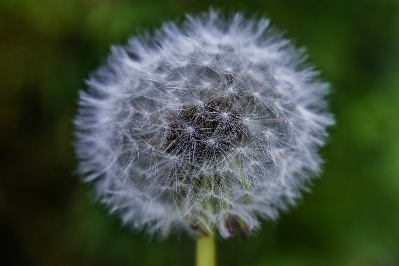 dandelion  tooth-of-lion  seeds free photo