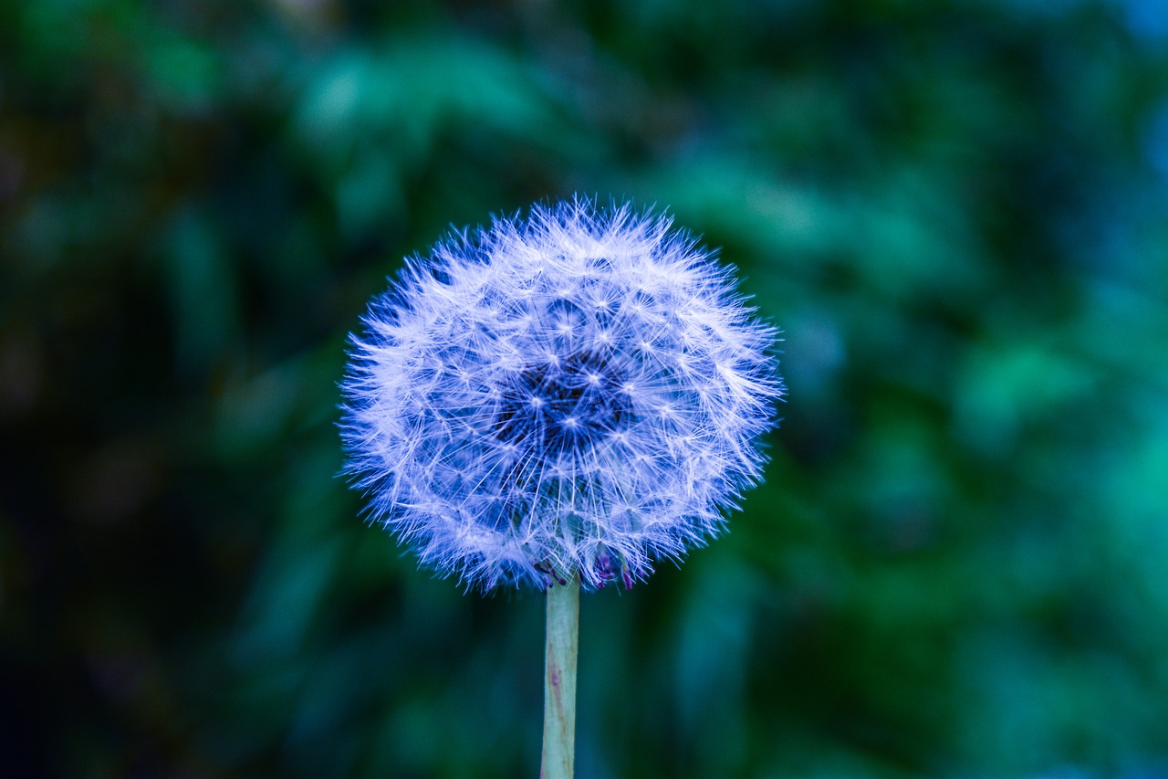 dandelion  fantasy  nature free photo