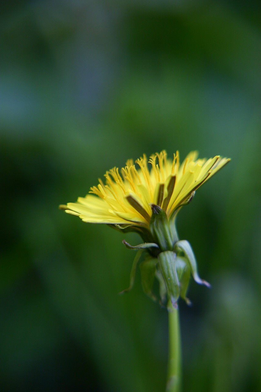 dandelion  macro  yellow free photo