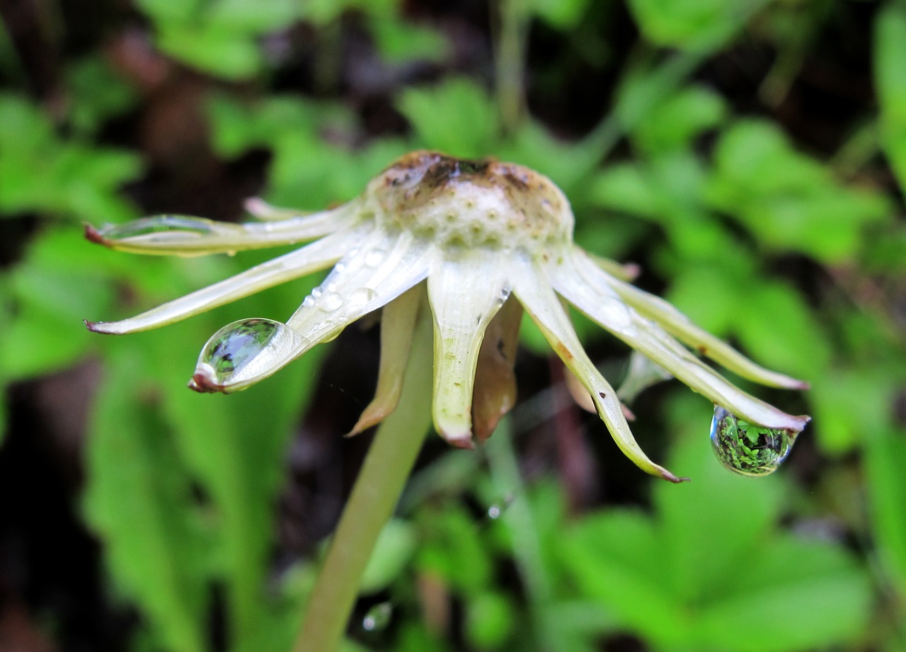 dandelion faded rained out free photo