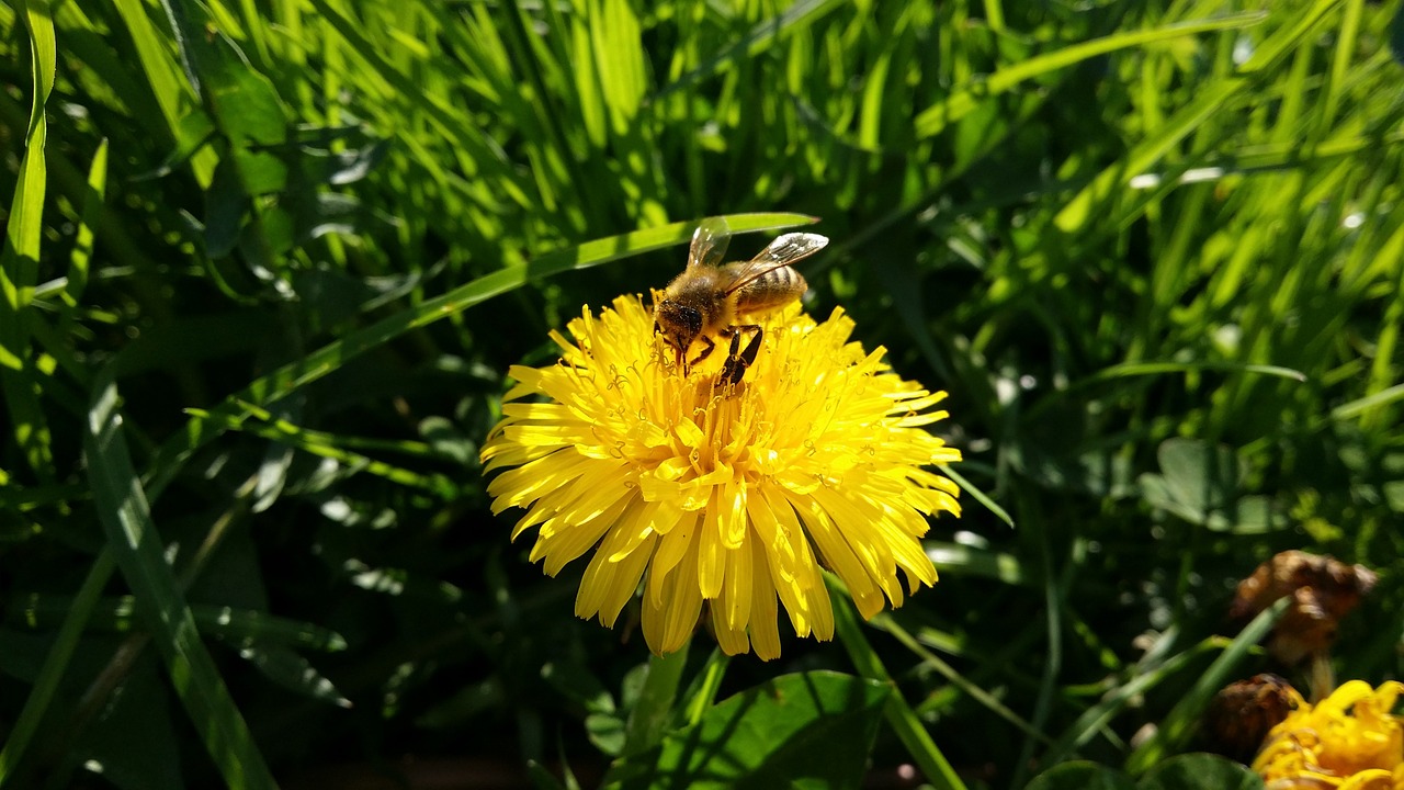 dandelion bee wasp free photo