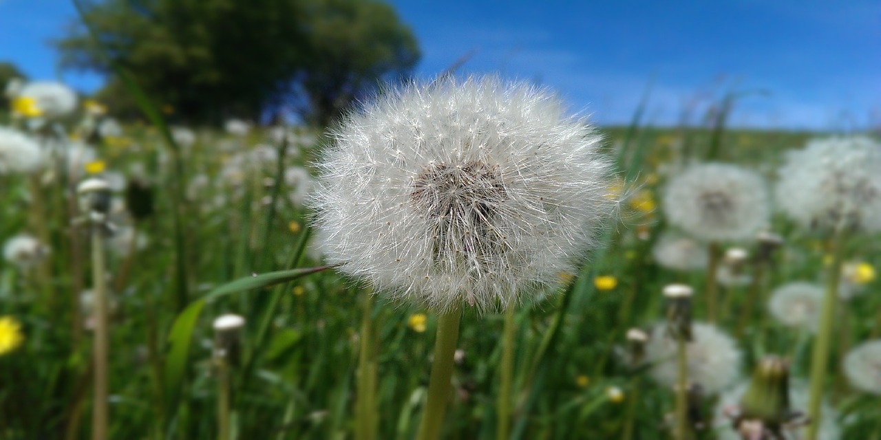 dandelion  flower  meadow free photo