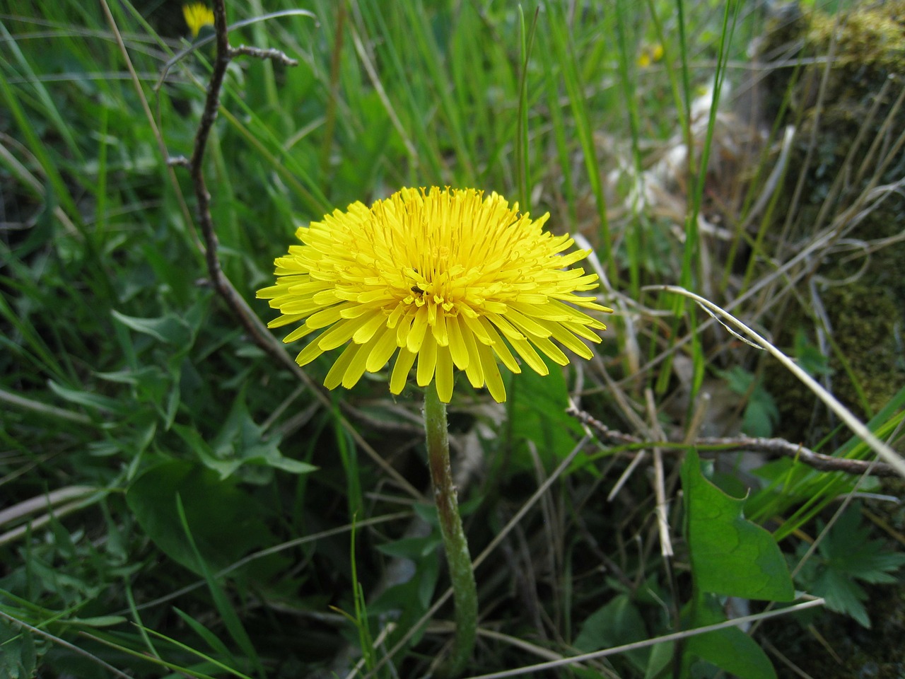 dandelion yellow flower free photo