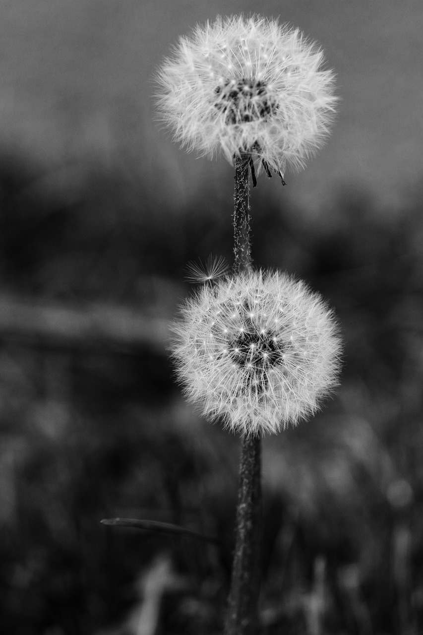 dandelion  spring flower  nature free photo