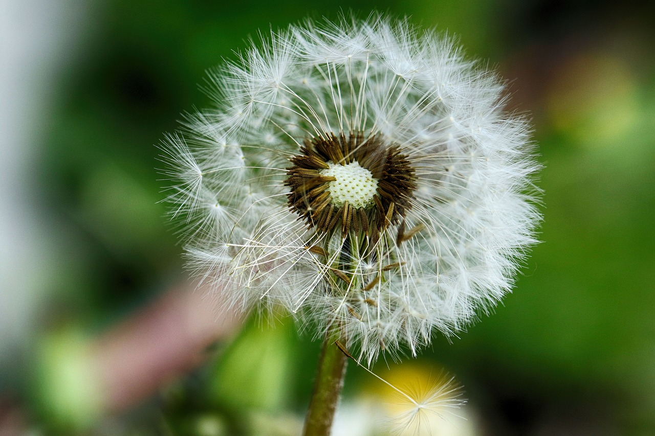 dandelion  spring flower  nature free photo