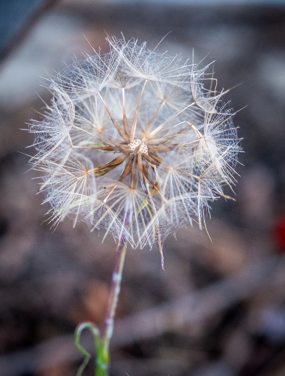 dandelion  withered  nature free photo