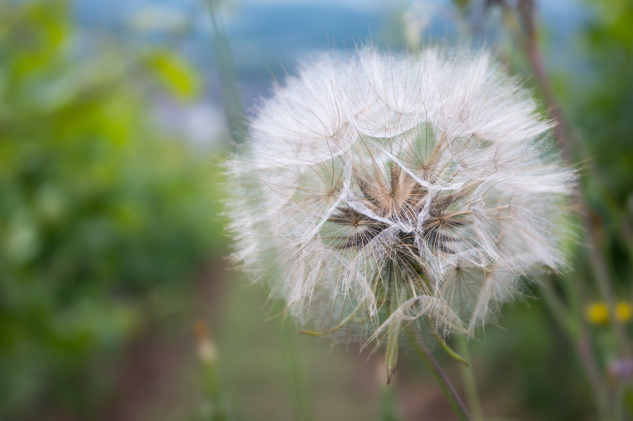 dandelion  white  flower free photo