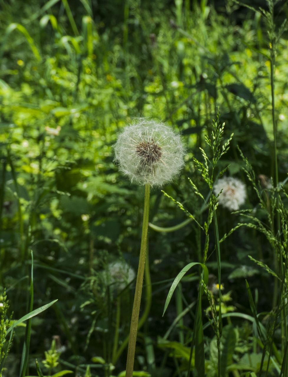 dandelion  kulbaba free pictures free photo