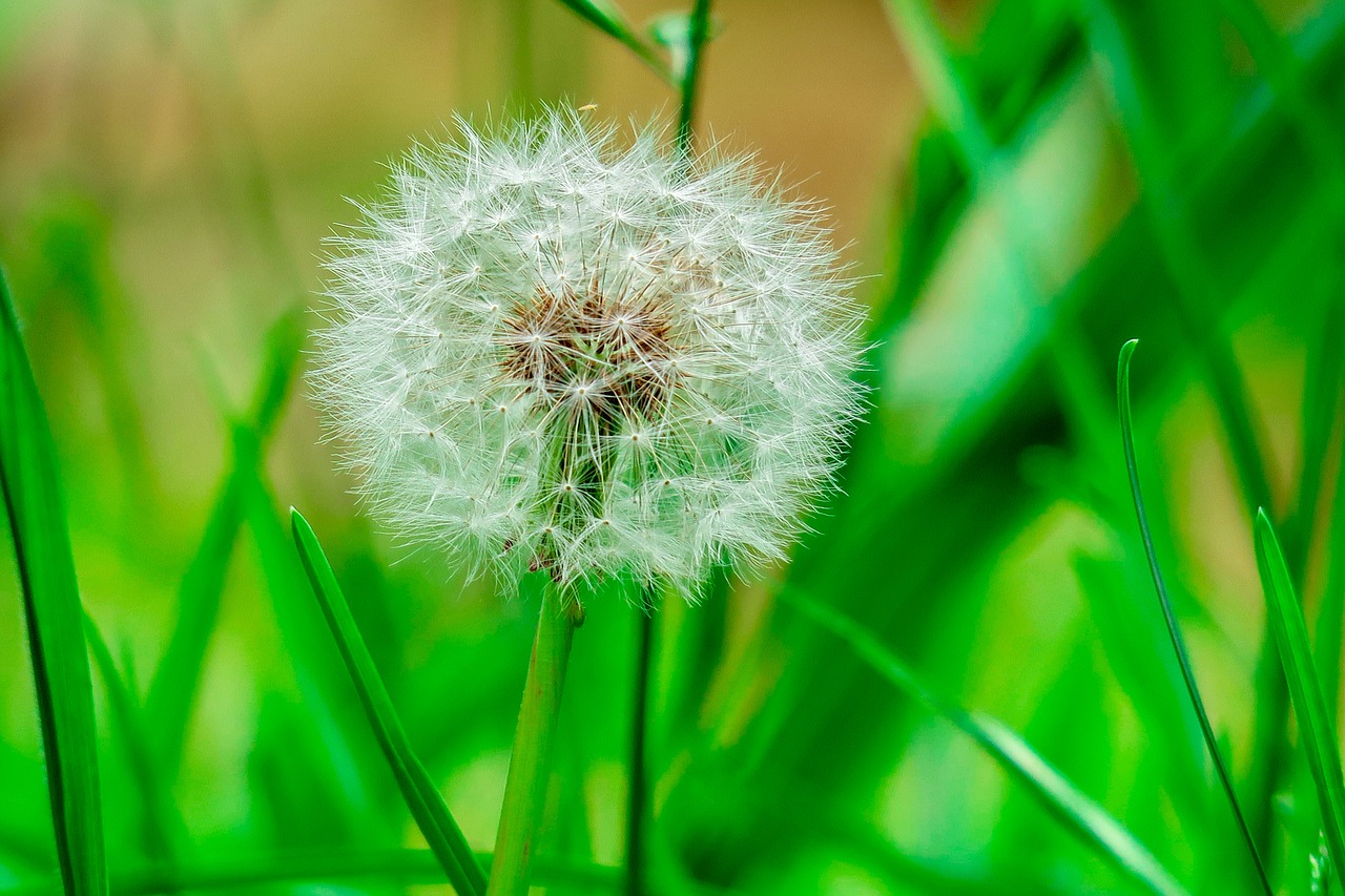 dandelion  wild  plant free photo