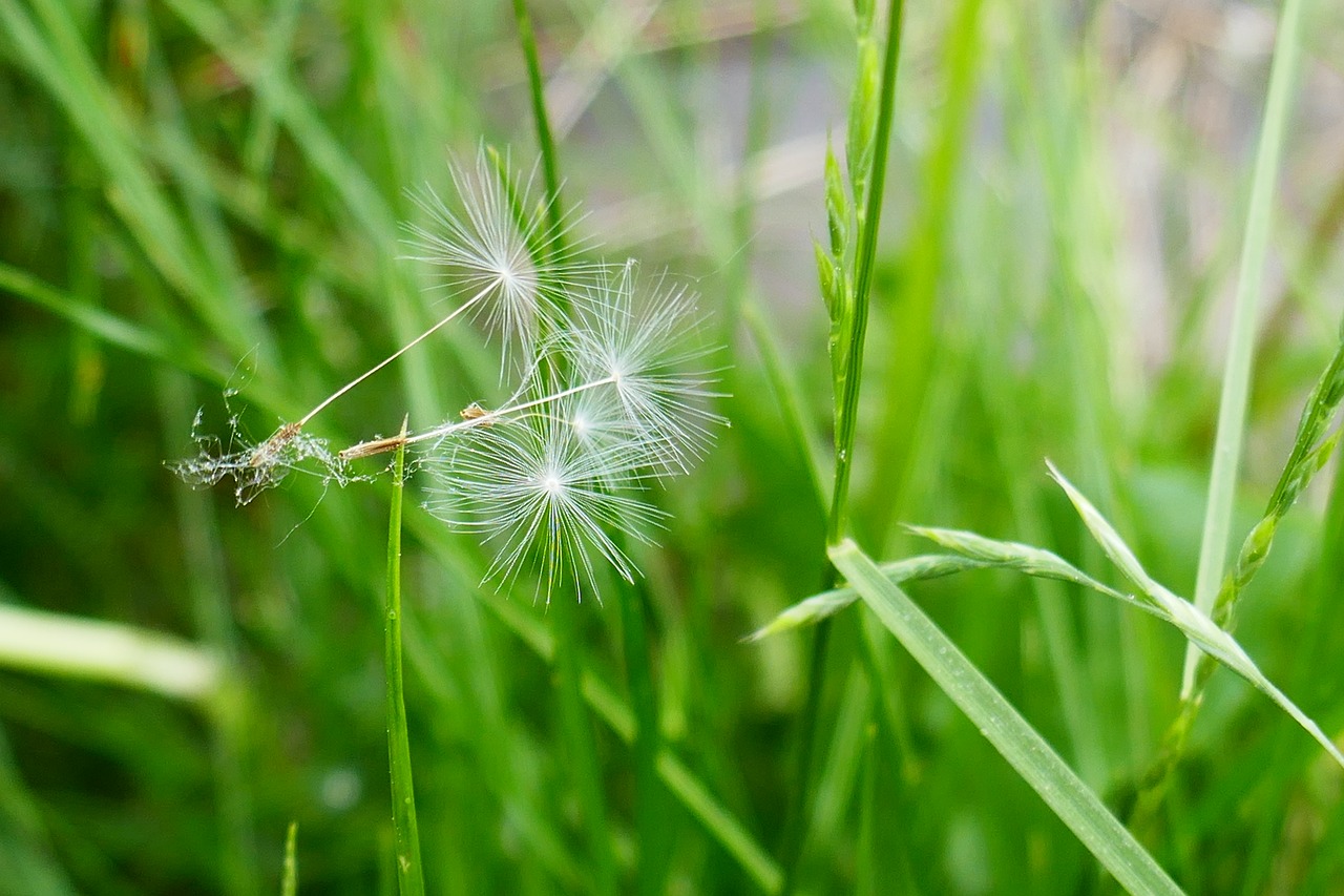 dandelion  nature  beautiful free photo