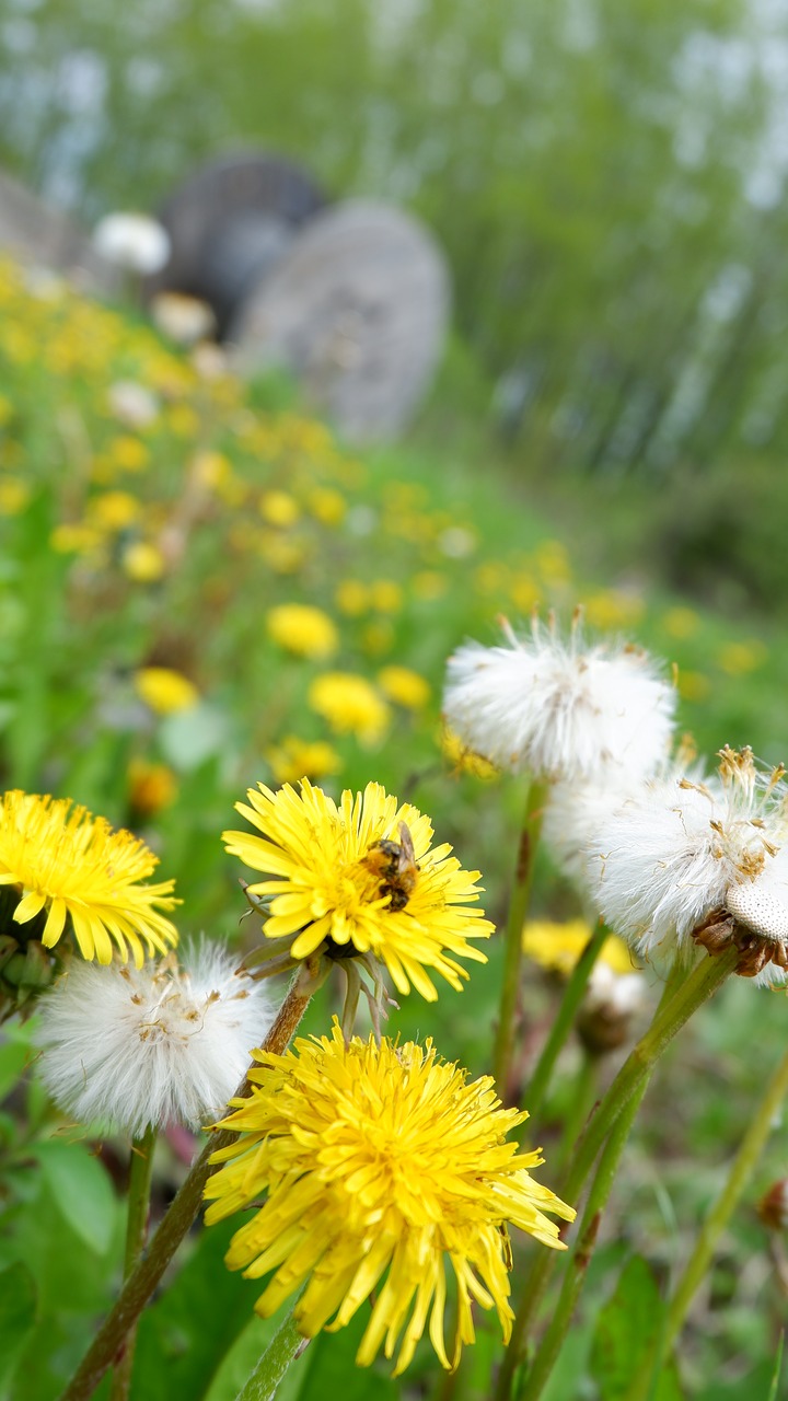 dandelion  bee  nature free photo