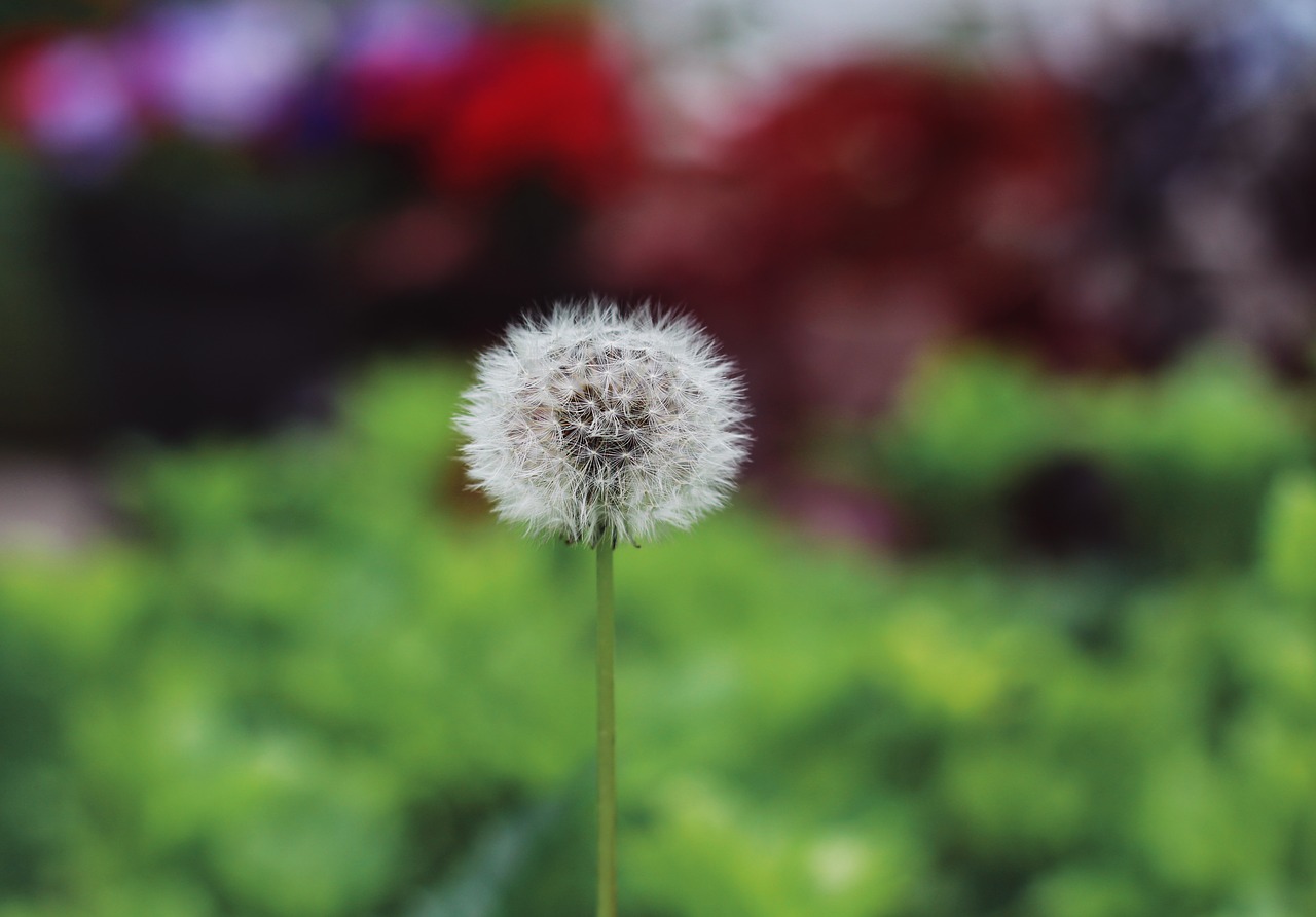 dandelion  colorful  flower free photo