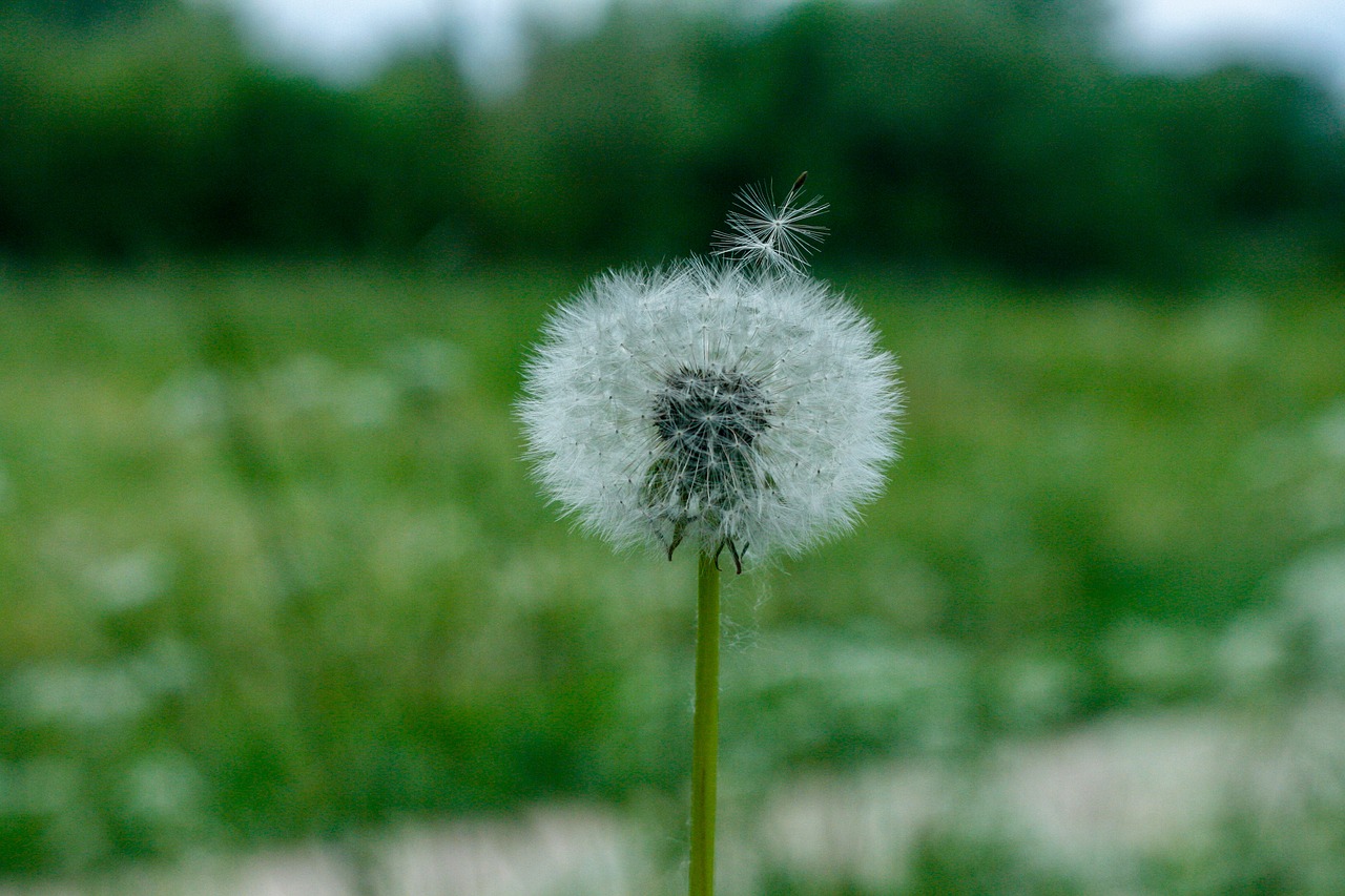 dandelion  blur  flower free photo