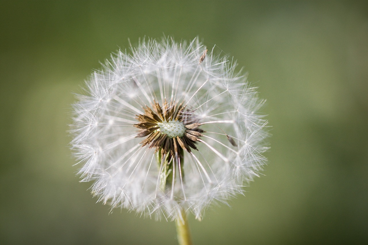 dandelion  seeds  common dandelion free photo