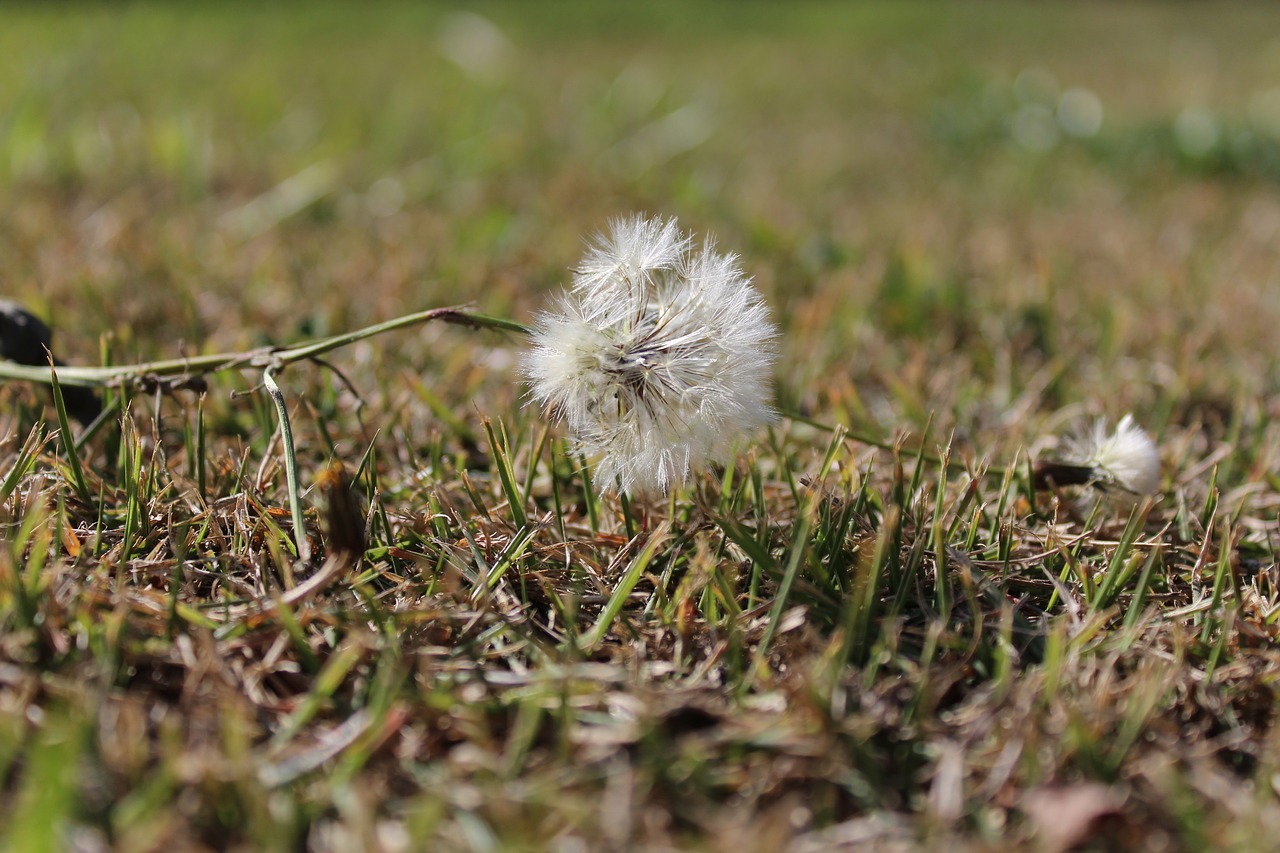 dandelion  flower of the field  breeze free photo