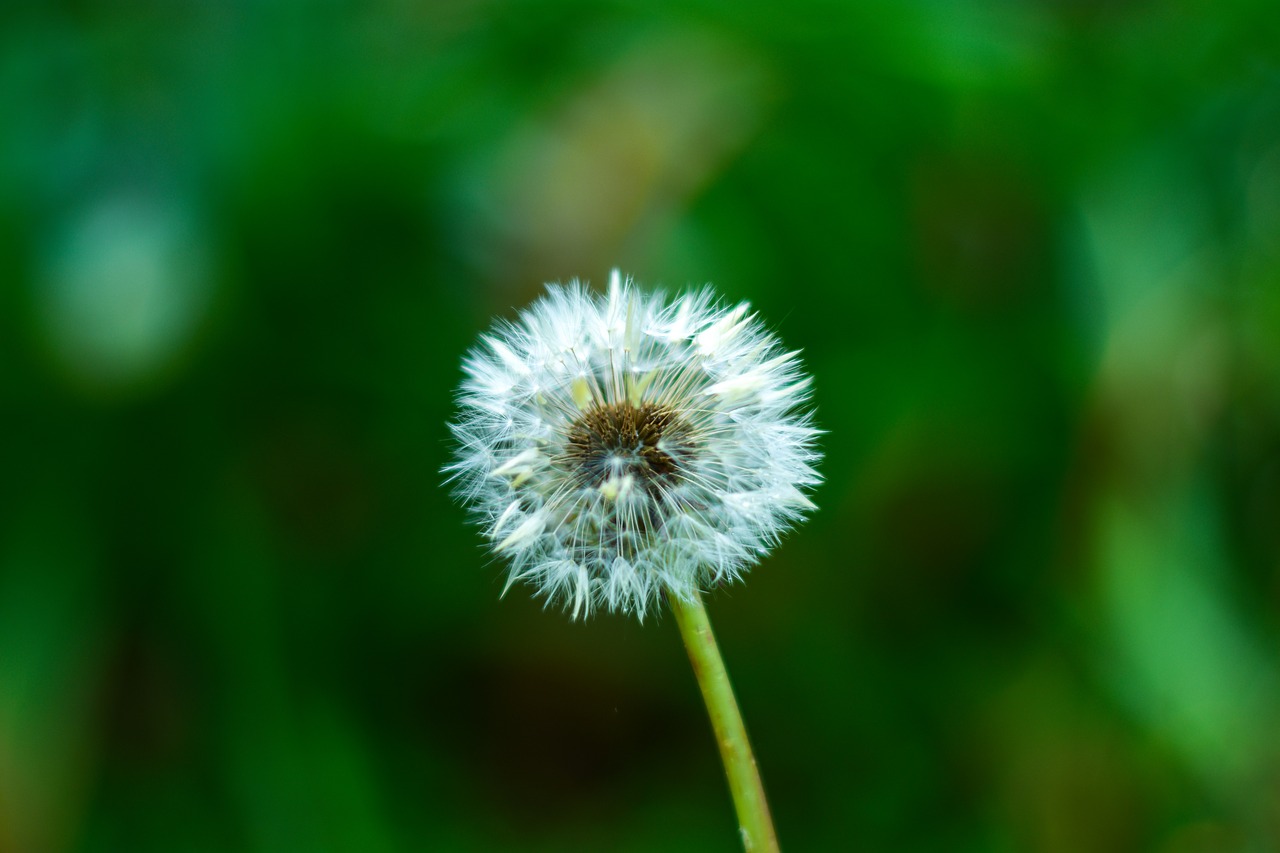 dandelion  plant  nature free photo