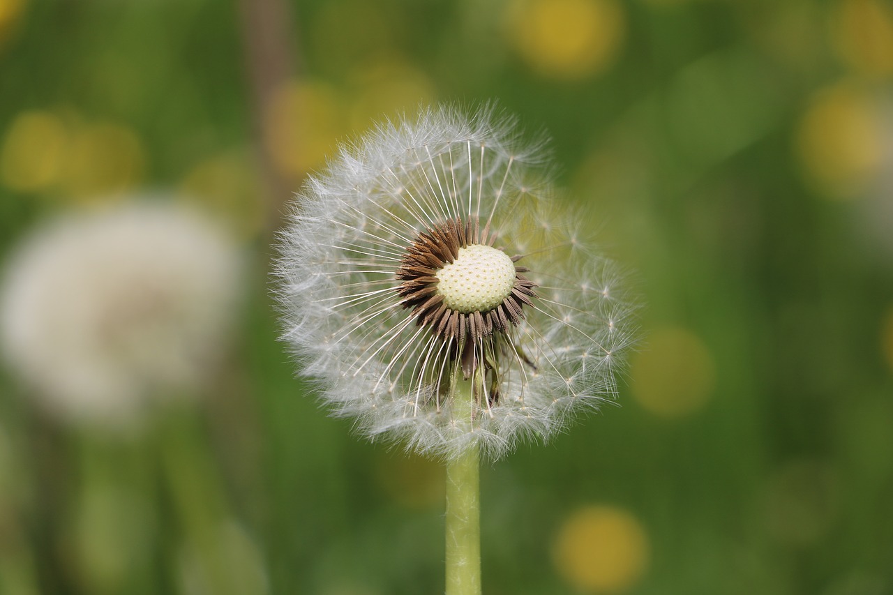 dandelion  meadow  nature free photo