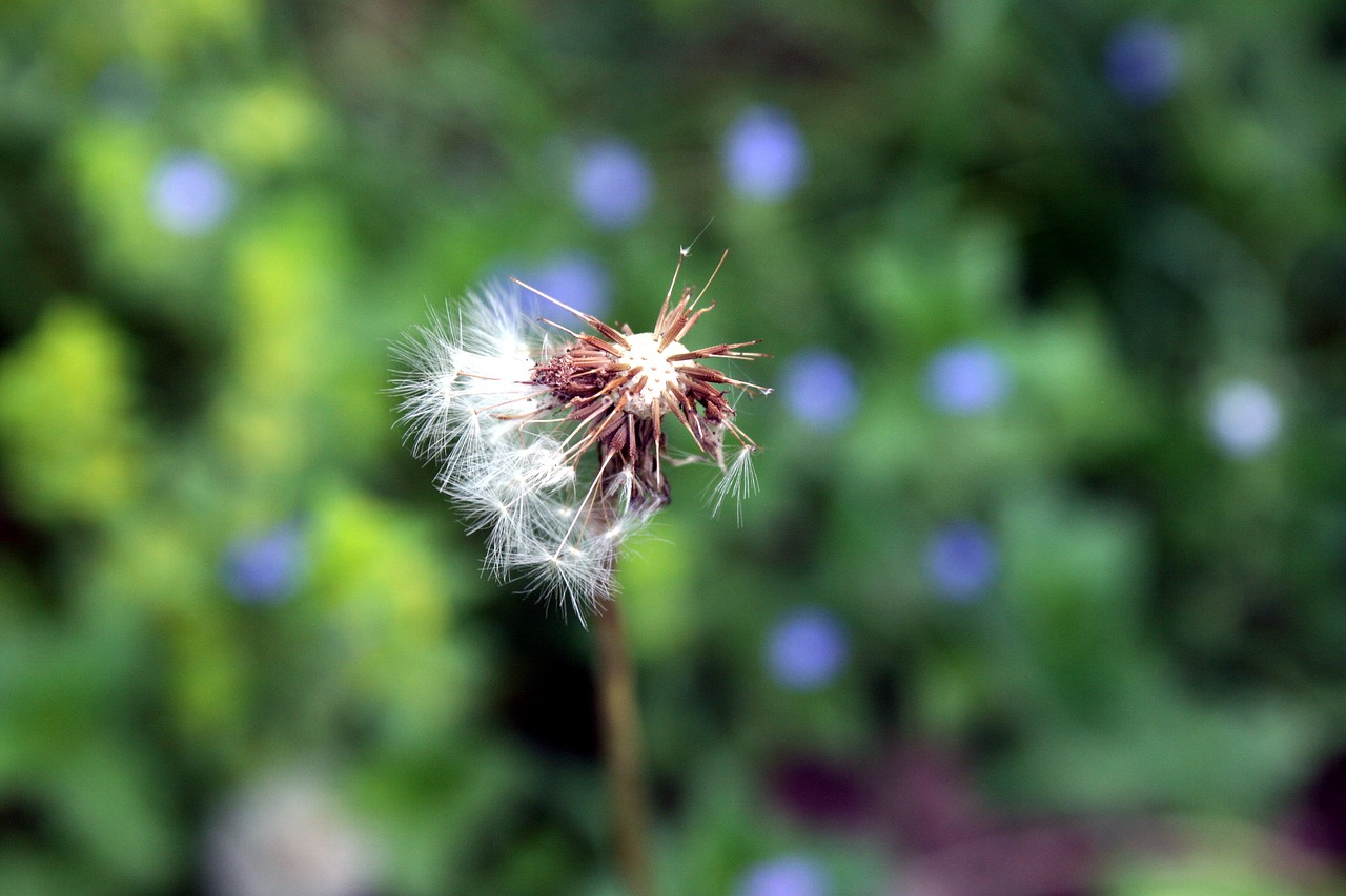 dandelion  detail  nature free photo