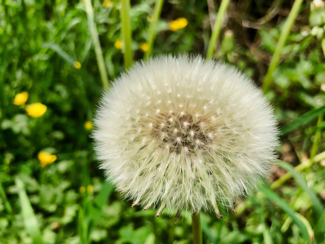 dandelion  close up  common dandelion free photo