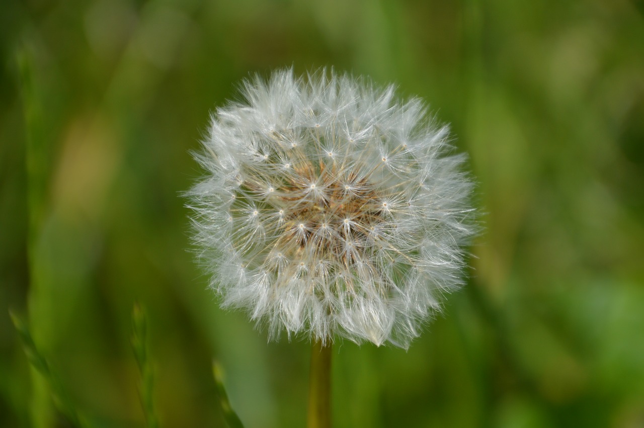 dandelion  nature  meadow free photo