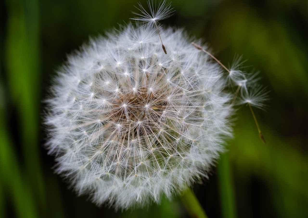 dandelion  dandelions  sonchus oleraceus free photo