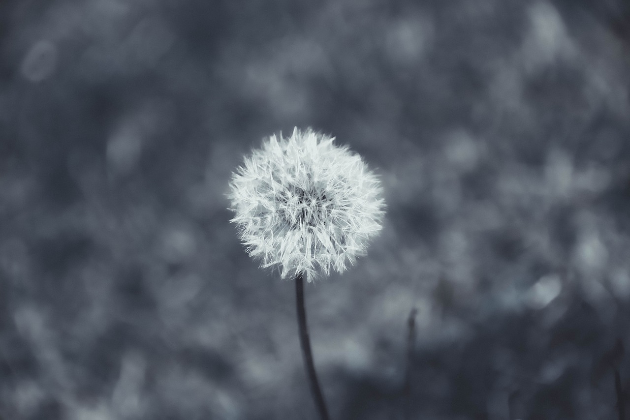 dandelion  plant  nature free photo