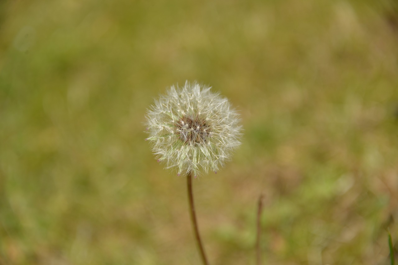 dandelion  plant  nature free photo