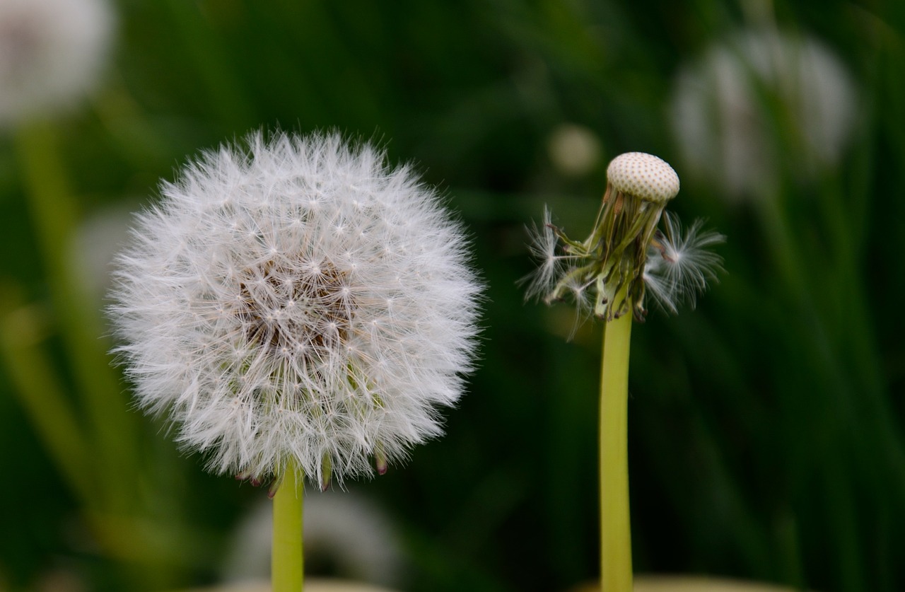 dandelion flower plant free photo